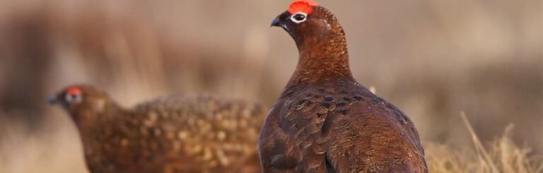 4412 grouse1 768x245