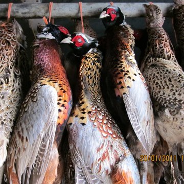 4635 2011 Mersham shoot game birds 3.2e16d0ba.fill 360x360 1